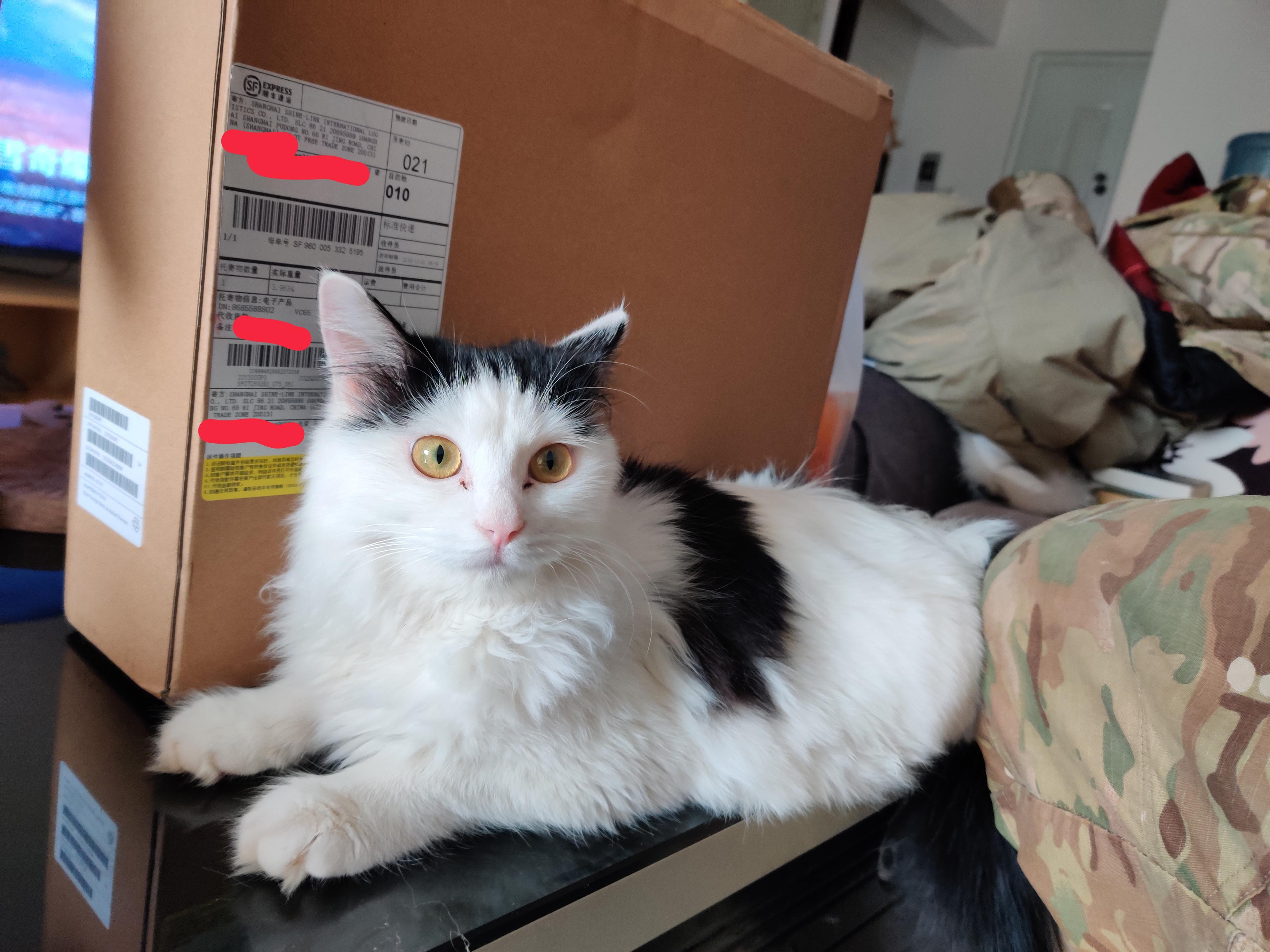 It is said that sacrificing a cat can make the computer last longer
